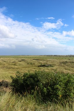 Yaz aylarında Kuzey Denizi tepeleri