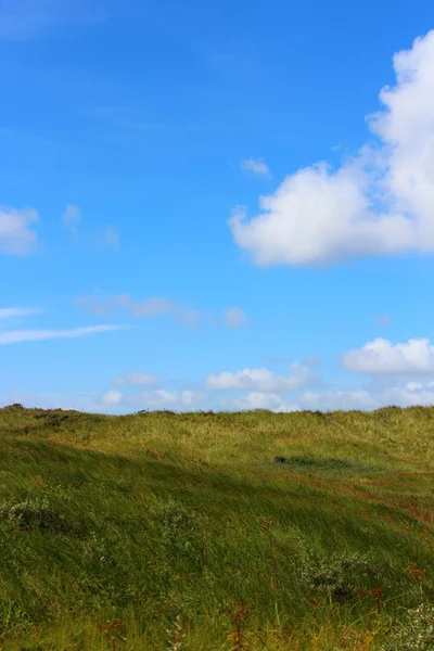 Nordsjön sanddyner i sommar — Stockfoto