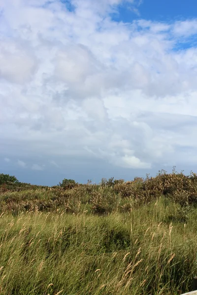 North Sea dunes in summer — Stock Photo, Image