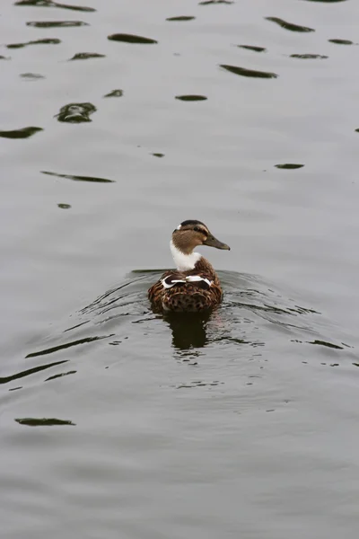 Um belo pato. — Fotografia de Stock