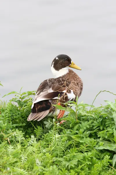 Um belo pato. — Fotografia de Stock