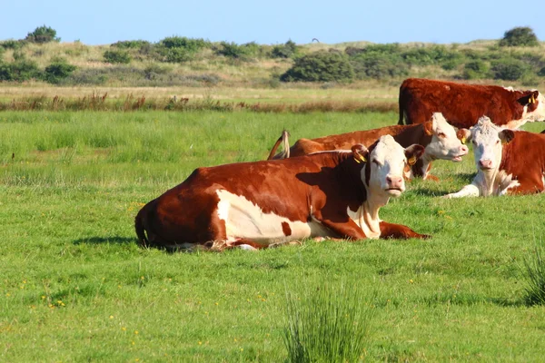 Vacas en el prado —  Fotos de Stock