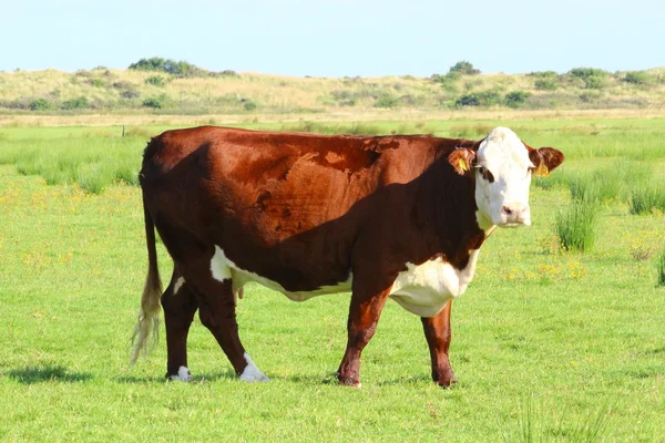 Tehenek a réten — Stock Fotó