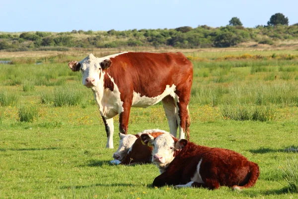 Koeien op de weide — Stockfoto