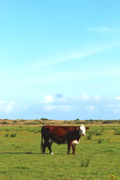 Krávy na louce — Stock fotografie