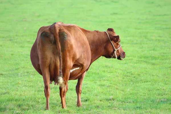 Cows on the meadow — Stock Photo, Image