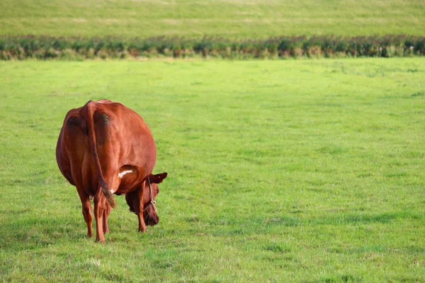 Cows on the meadow — Stock Photo, Image