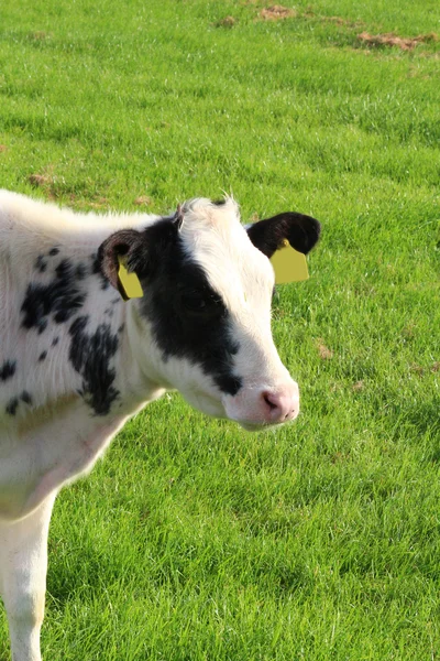 Kor på ängen — Stockfoto