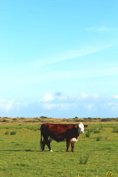 Vacas no prado — Fotografia de Stock