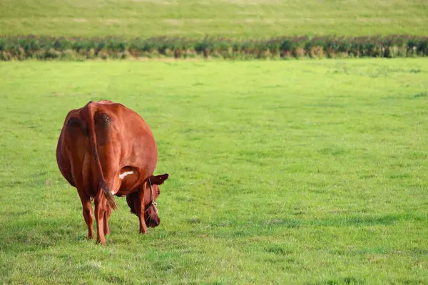 Cows on the meadow — Stock Photo, Image