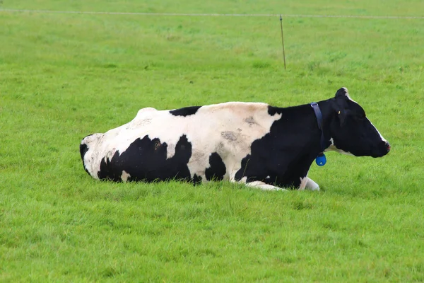 Vaches sur la prairie — Photo