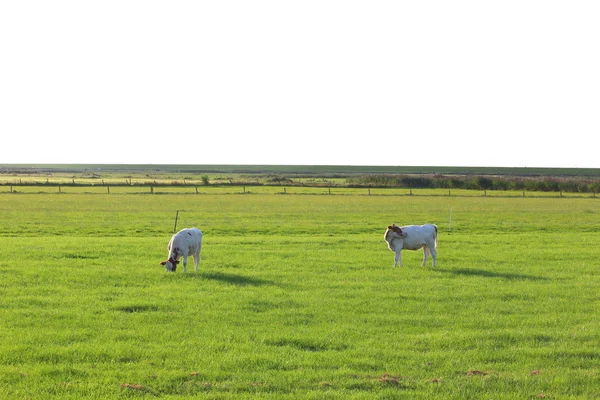 Cows on the meadow — Stock Photo, Image