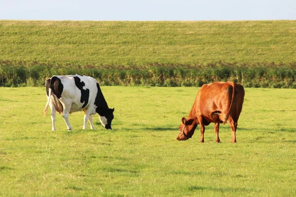 Vaches sur la prairie — Photo