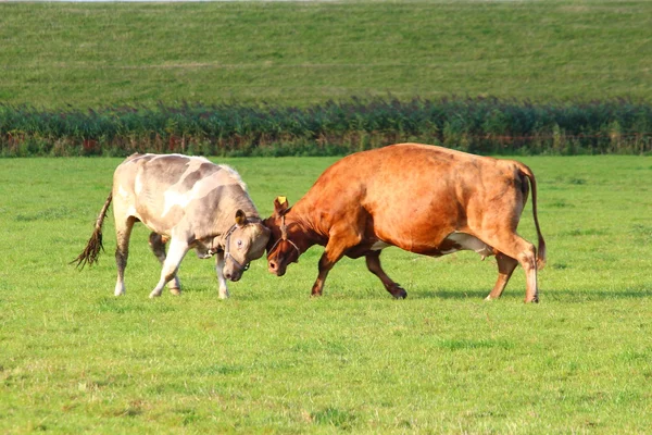 Vaches sur la prairie — Photo