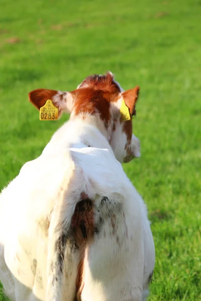 Vaches sur la prairie — Photo