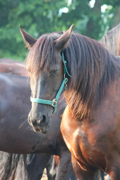 Ein hübsches Pferd — Stockfoto