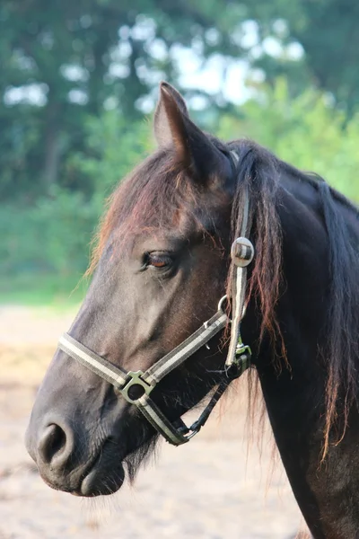 Um cavalo bonito — Fotografia de Stock