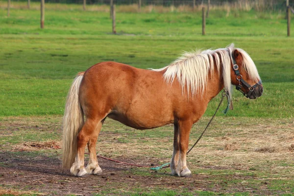 Um cavalo bonito — Fotografia de Stock