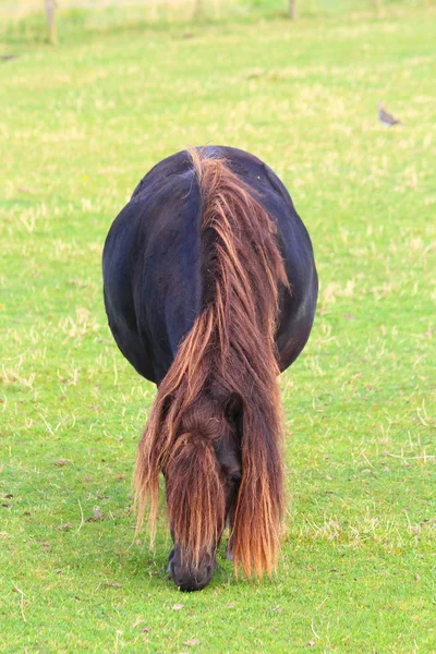 Een mooi paard — Stockfoto