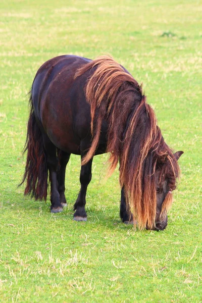 Um cavalo bonito — Fotografia de Stock