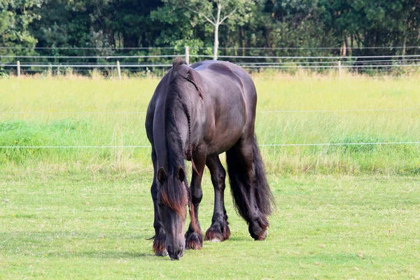 Ein hübsches Pferd — Stockfoto