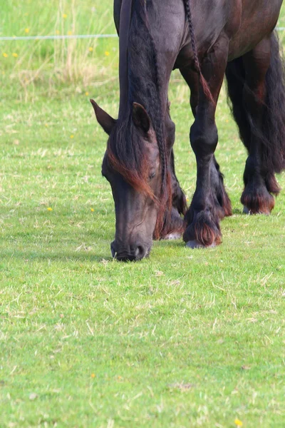 Un bonito caballo. — Foto de Stock