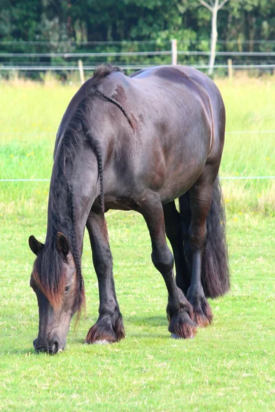 Ein hübsches Pferd — Stockfoto