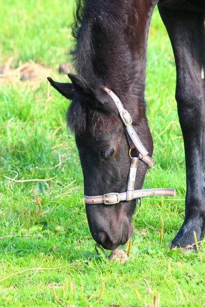 かわいい馬 — ストック写真