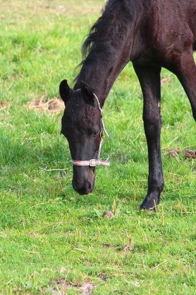 Een mooi paard — Stockfoto