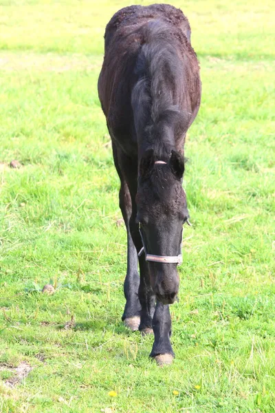 Un bonito caballo. — Foto de Stock