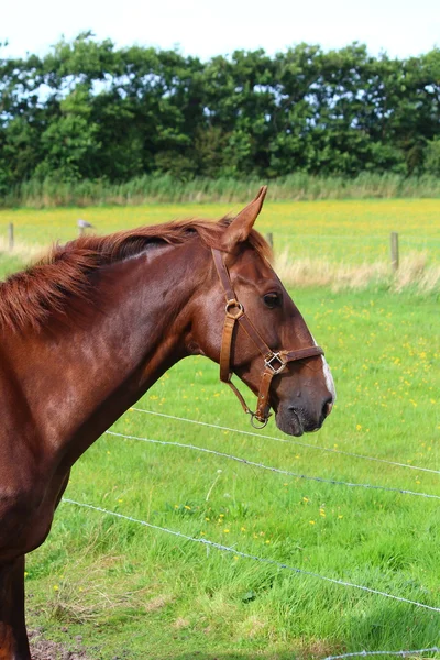 Un bonito caballo. — Foto de Stock