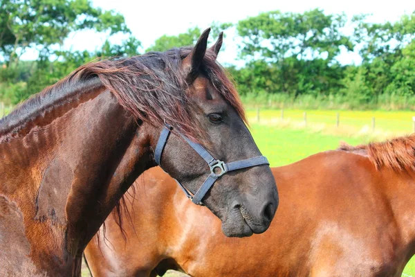 Kuda yang cantik — Stok Foto