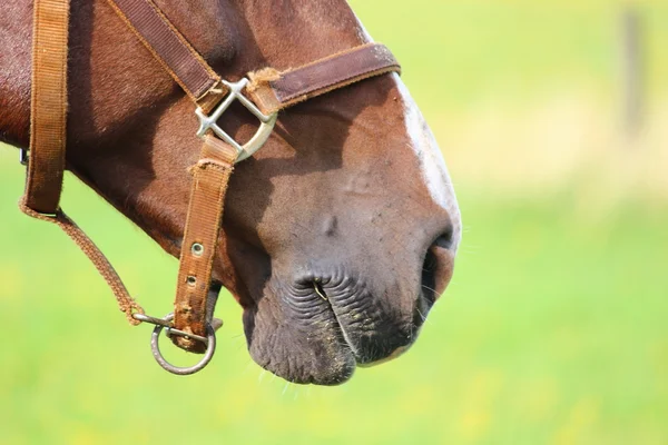 A pretty horse — Stock Photo, Image