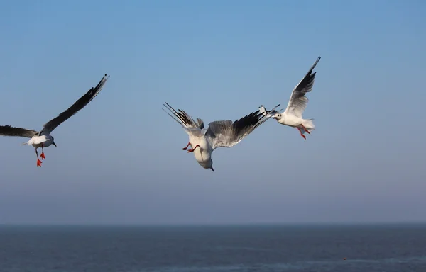 Eine Nordseemöwe — Stockfoto