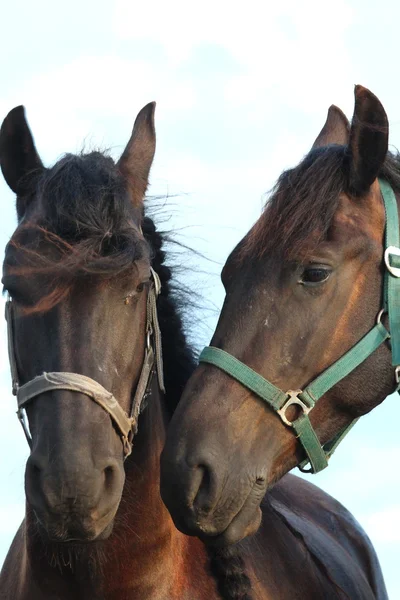 Um cavalo bonito — Fotografia de Stock