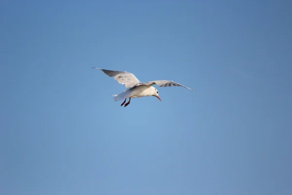 Bir north sea gull — Stok fotoğraf