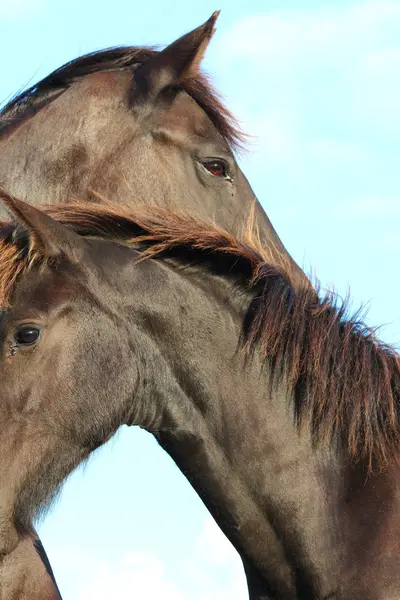 Un bonito caballo. — Foto de Stock