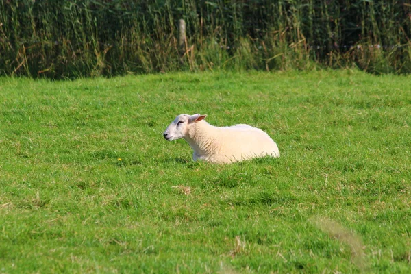 Moutons sur la prairie — Photo