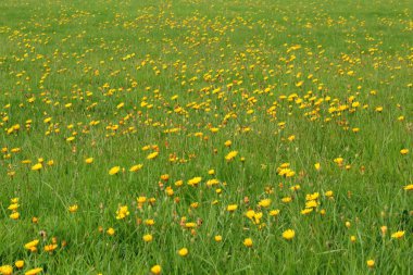 Yaz aylarında Kuzey Deniz bitki