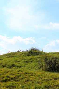 Yaz aylarında Kuzey Denizi tepeleri