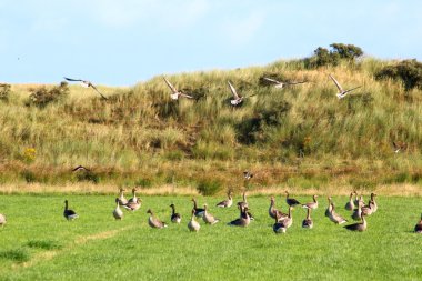 bir arazide uçan kaz