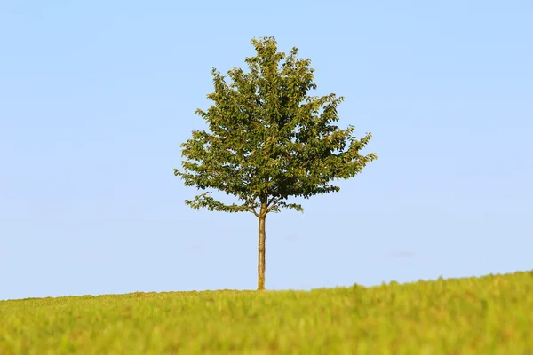 Un bellissimo albero — Foto Stock