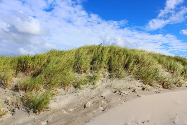 Дюны Северного моря летом — стоковое фото