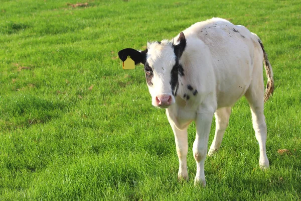 Cows on the meadow — Stock Photo, Image