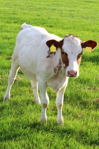 Vaches sur la prairie — Photo