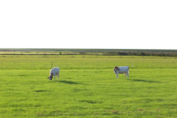 Kühe auf der Weide — Stockfoto