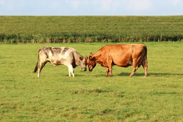 Vaches sur la prairie — Photo