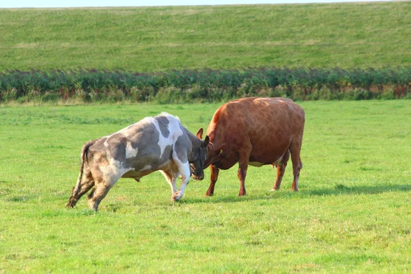 Vaches sur la prairie — Photo