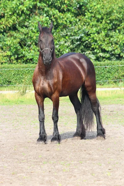 Un bel cavallo — Foto Stock