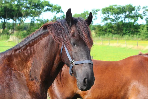 Un bonito caballo. — Foto de Stock